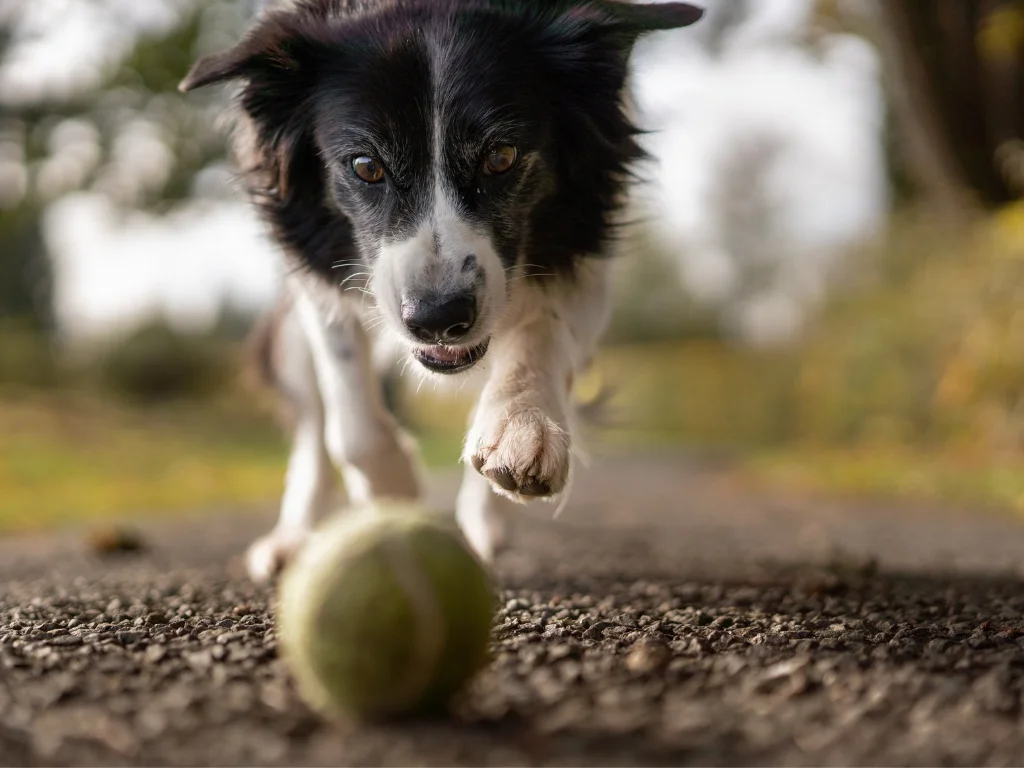 Dog Chasing a Tennis ball Close Shot