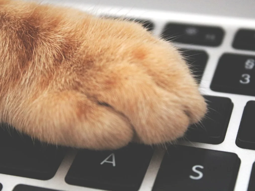 Photo of a cat's paw resting above the keyboard