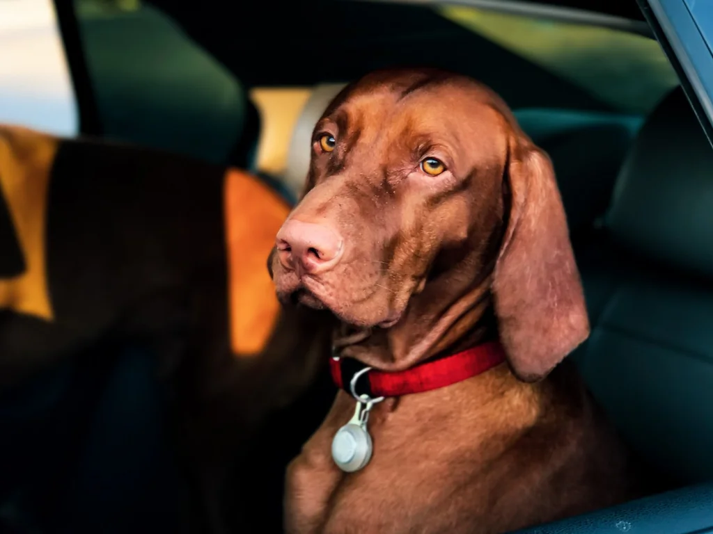 Photo of a dog inside a car