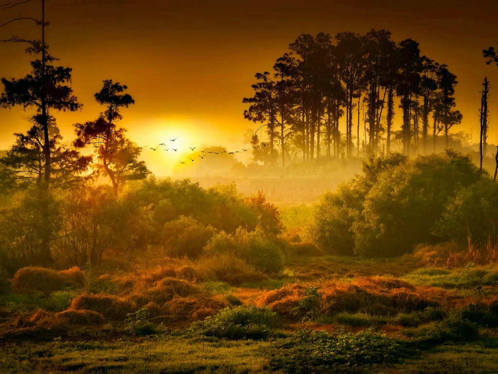 Photograph of a forest illuminated by the sunset