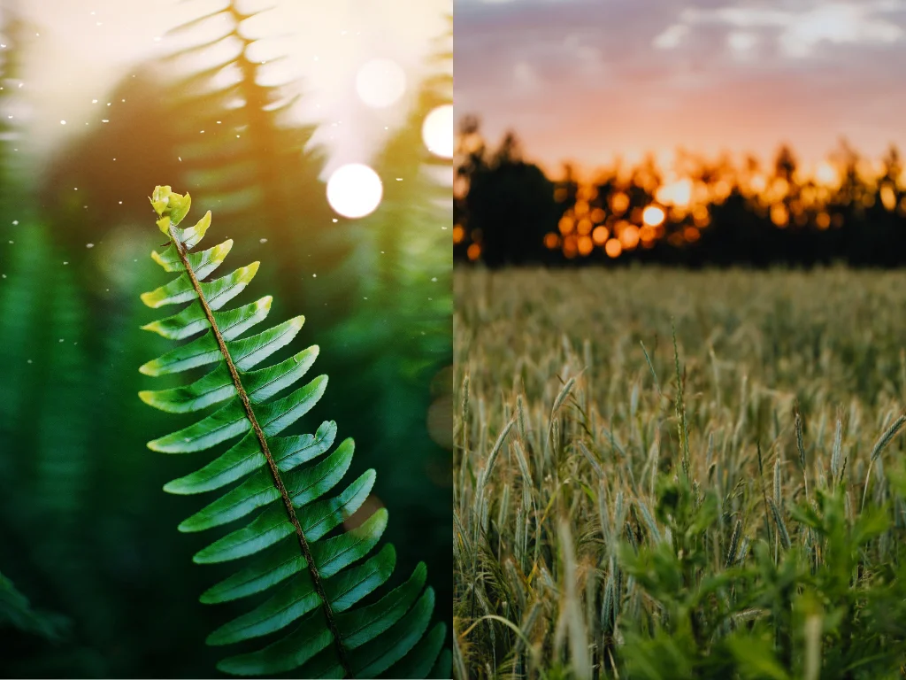 focused phographs of grass and plants