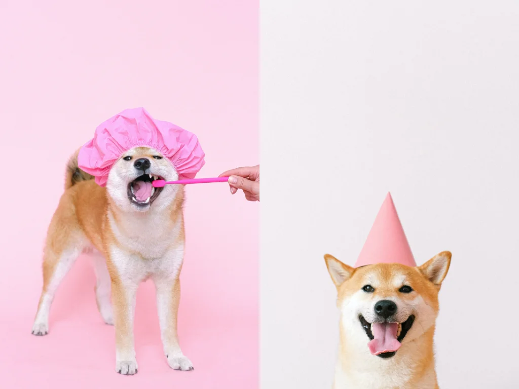 a dog wearing a pink hat and using toothbrush